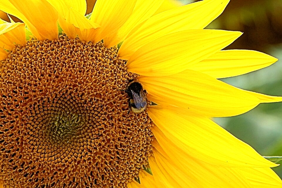 Yellow summer blossom