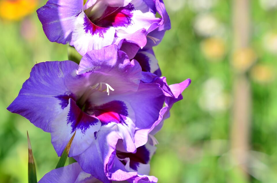 Dacha flower nature