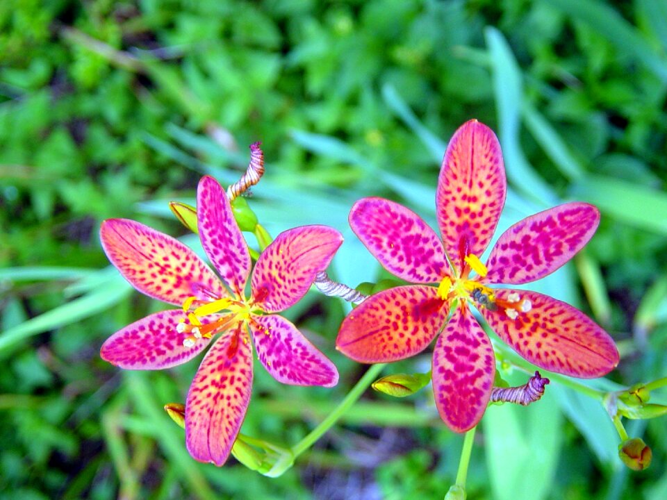 Petal floral blackberry lily
