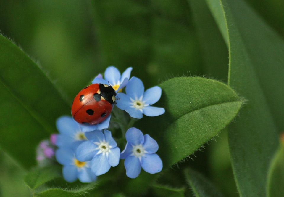 Close up macro forget me not