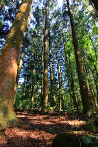Fam landscape forest