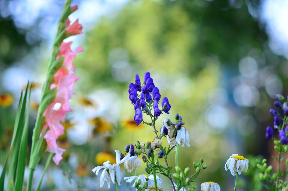Background flower garden