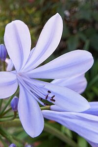 Bloom blue flower
