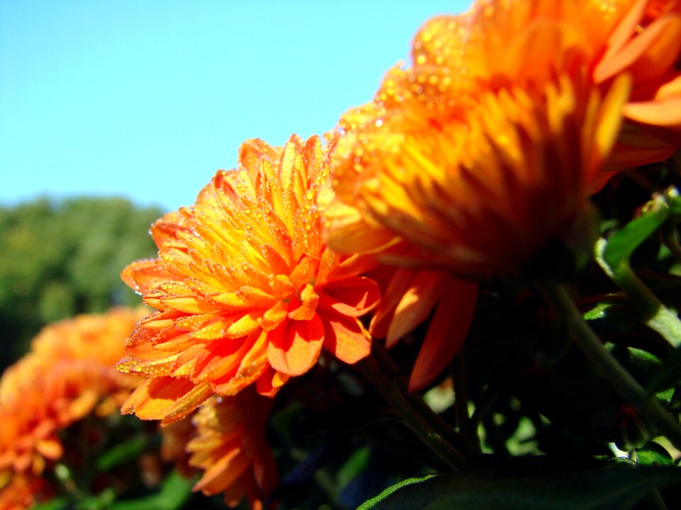 Asteraceae orange sky