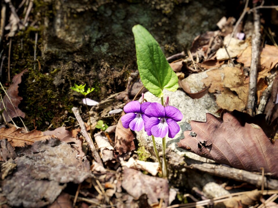 Nature forest spring