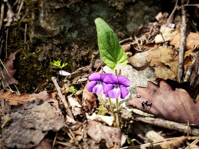 Nature forest spring
