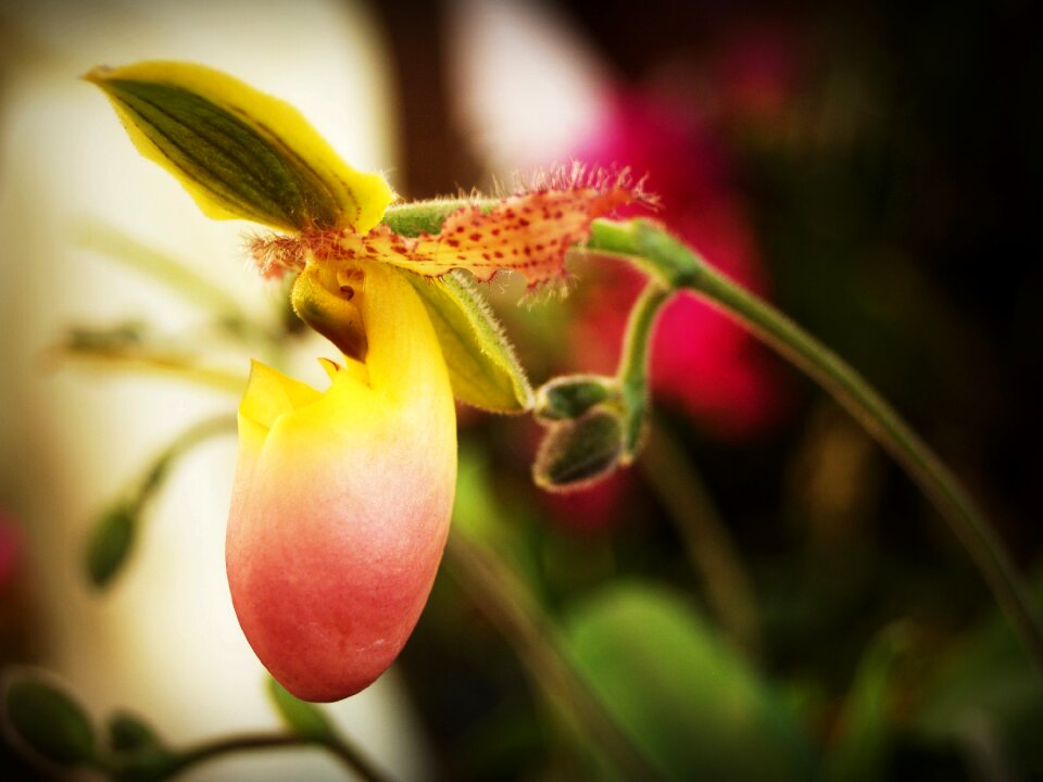 White green yellow