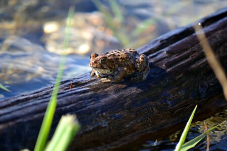 Wild reptile weeds