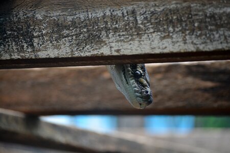 Animal eye scales photo