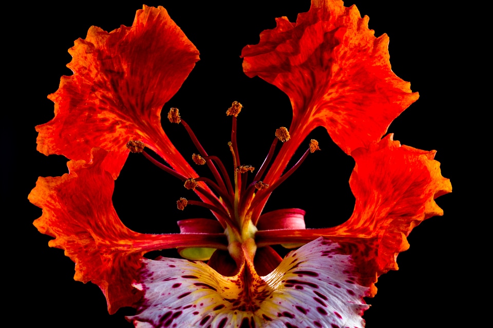 Blossom bloom red