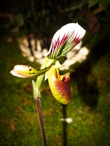 White green yellow