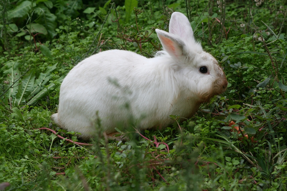 Wildlife wild zoology photo