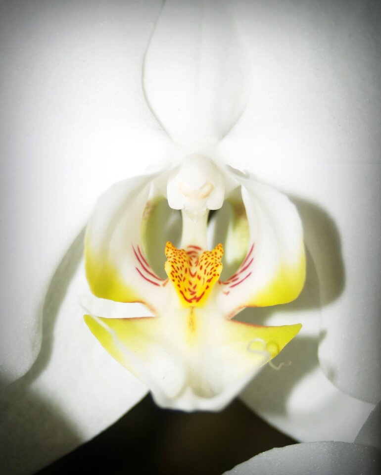 White green yellow