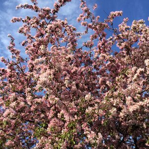 Blossom nature pink
