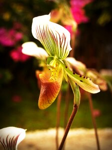White green yellow