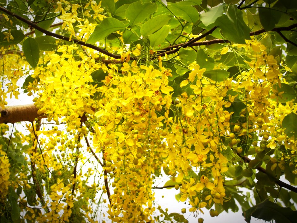 Tree white summer
