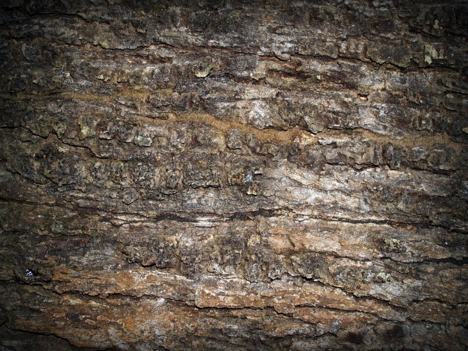 Pine background abstract