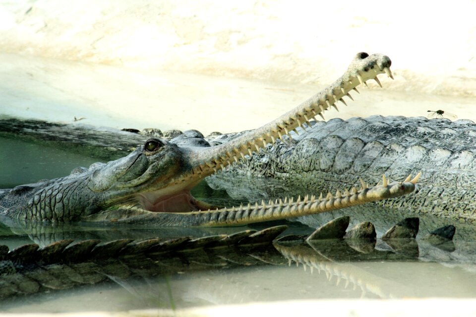 Alligator animal mouth