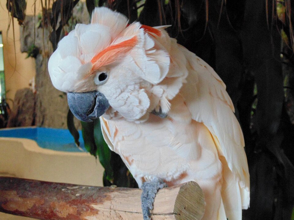 Nature feather animal