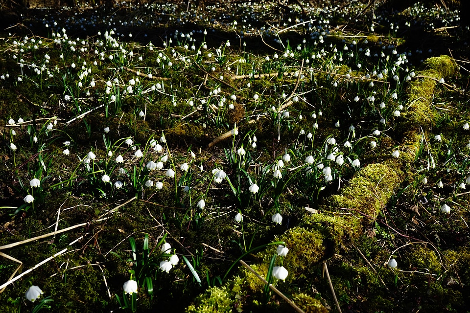 Spring flower blossom bloom