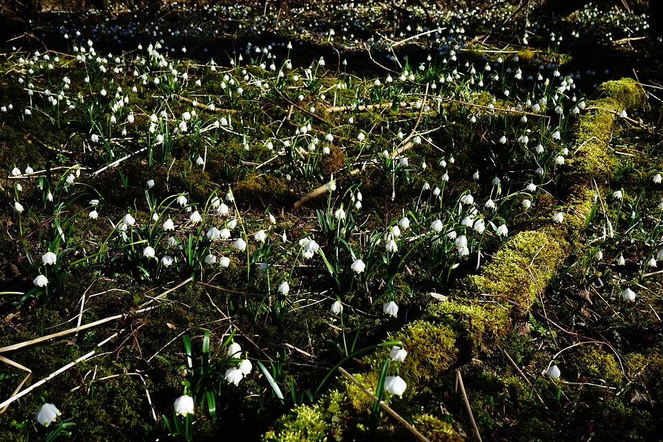 Spring flower blossom bloom photo