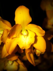 White green yellow