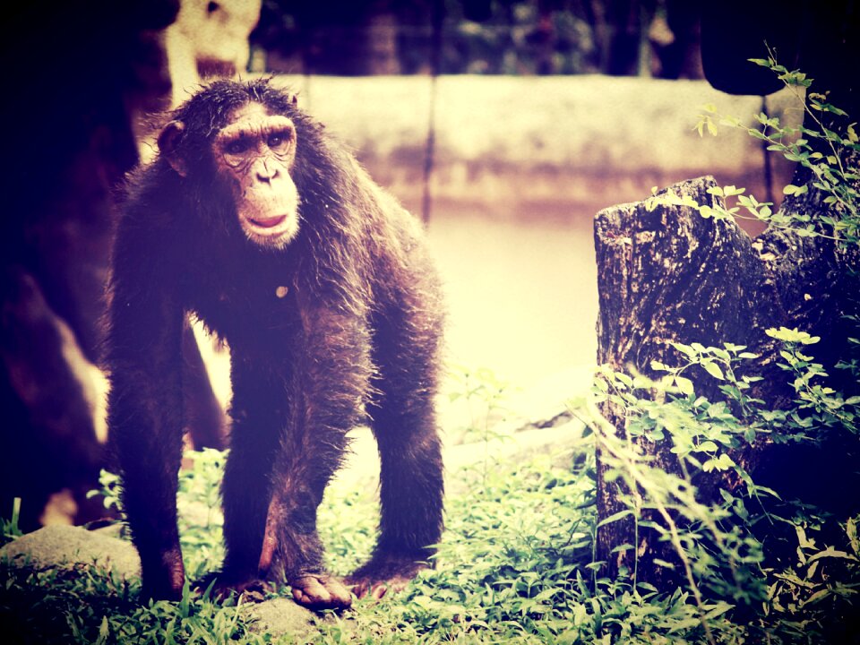 Relaxing ape trees