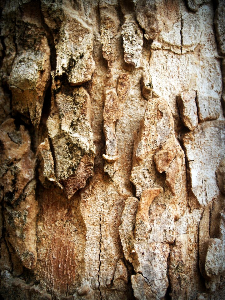 Pine background abstract