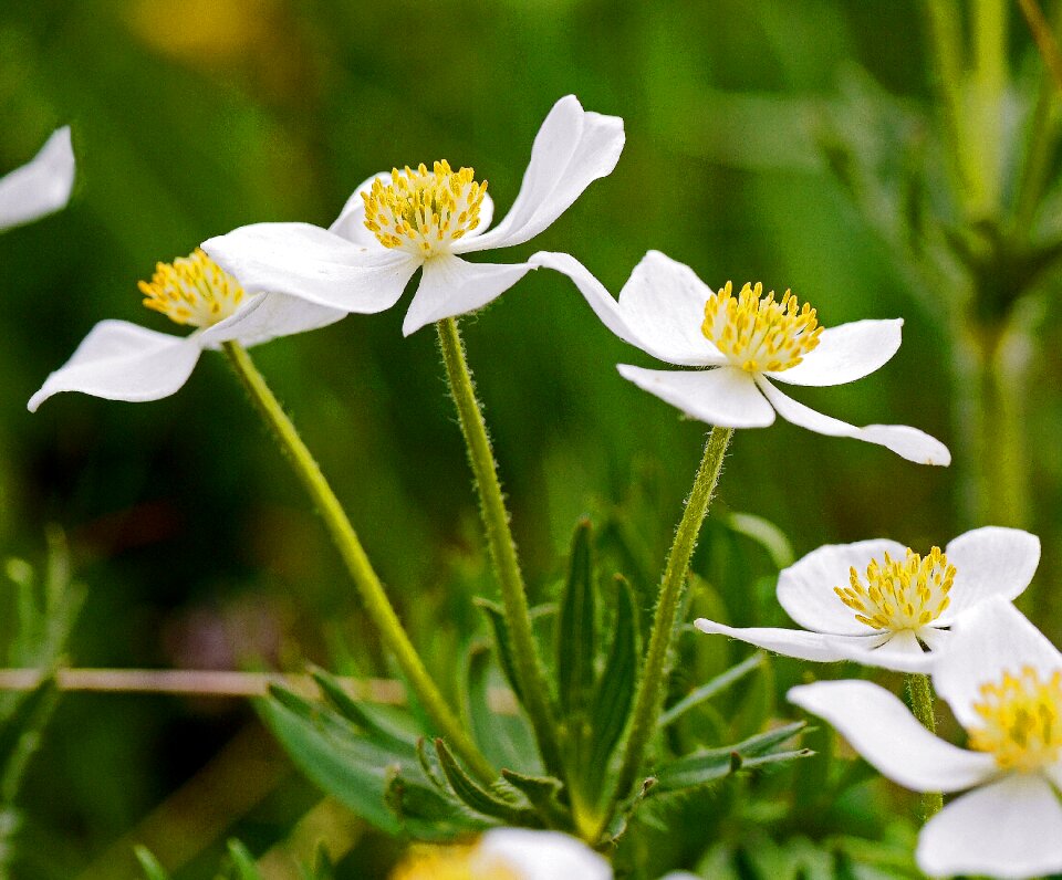 Stamens white yellow altitude