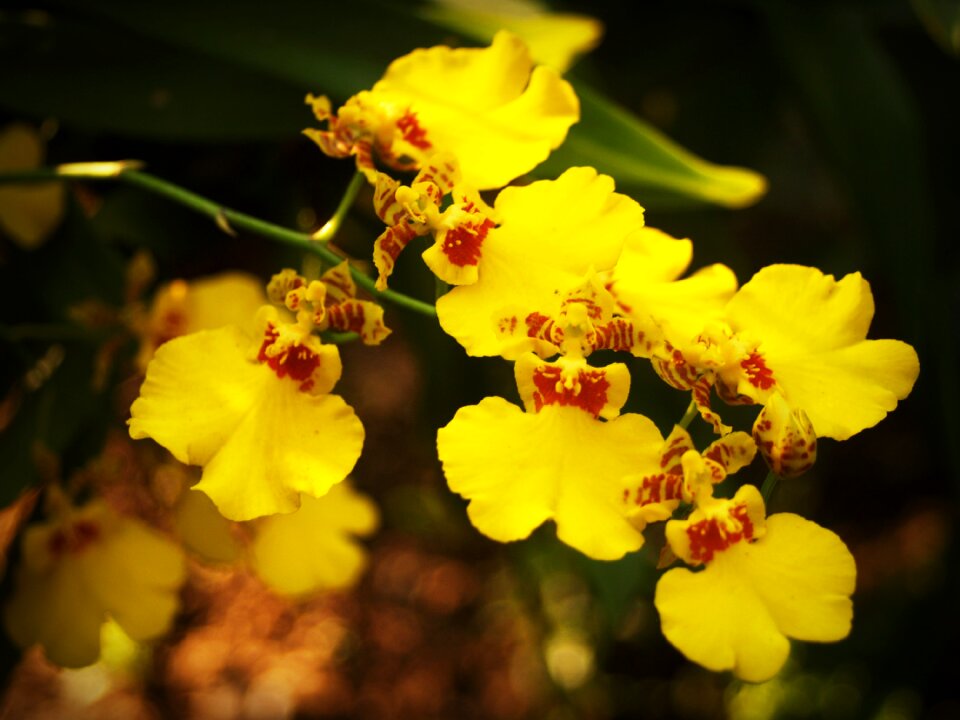 White green yellow