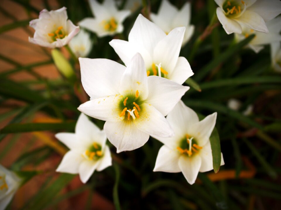 White green yellow