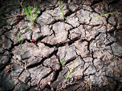Split crack ecology
