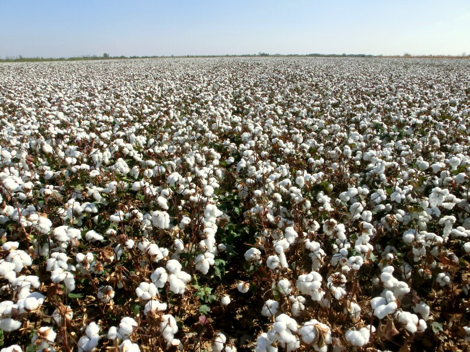 Cotton land industries