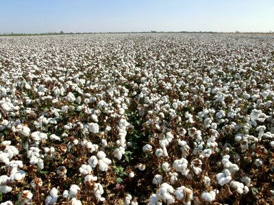Cotton land industries