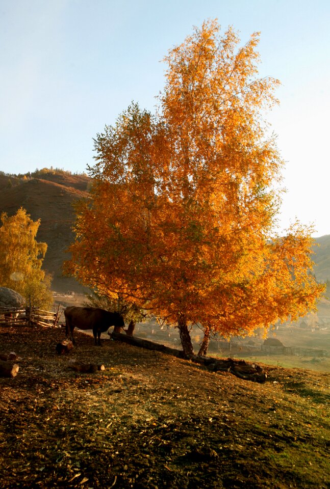 Countryside pastoral golden autumn