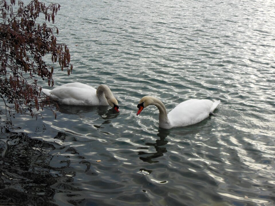 Bird lake water bird
