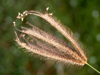 Stem leaf floral