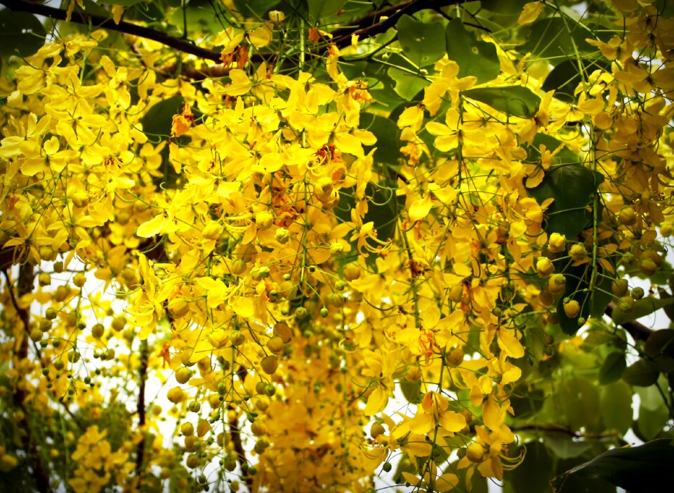 Tree white summer