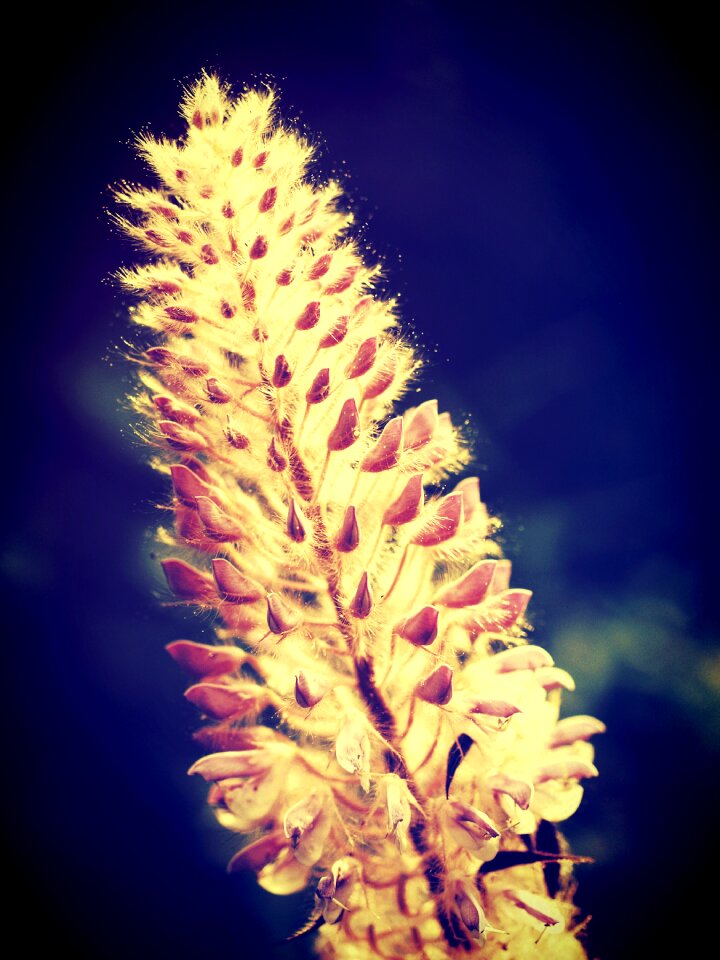 Flower foliage garden