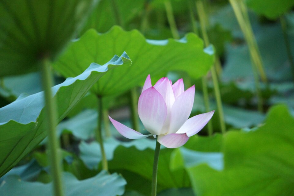 Lotus natural photography