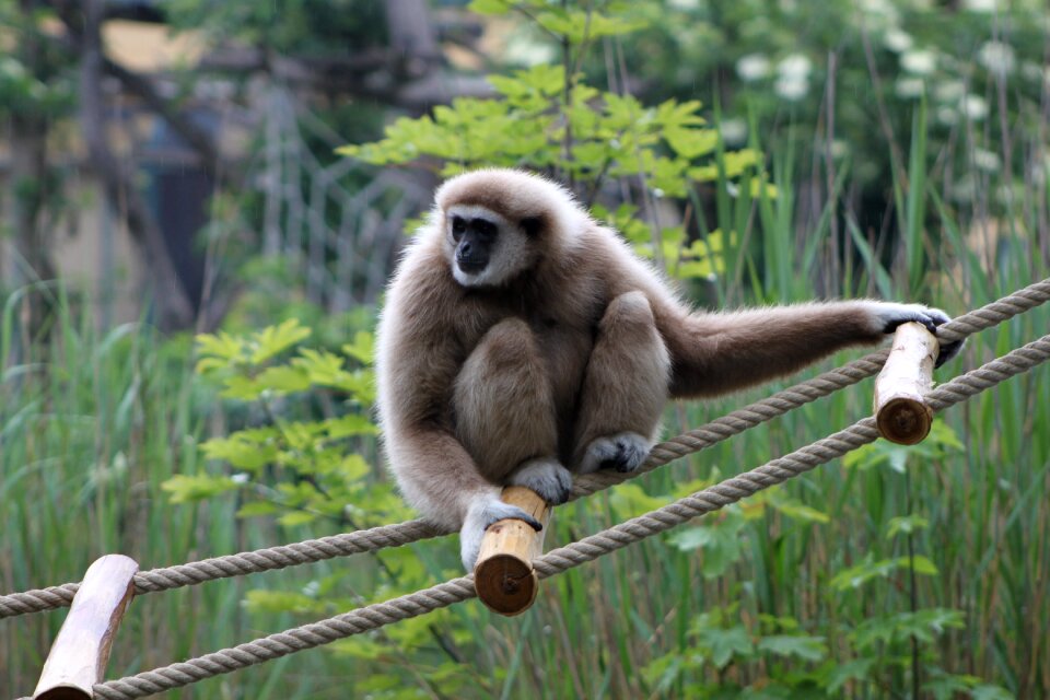 Animal world fauna mammals