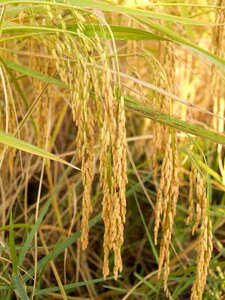 Botany cereal cereal plant photo