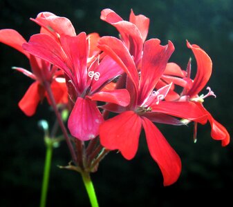 Nature plant garden