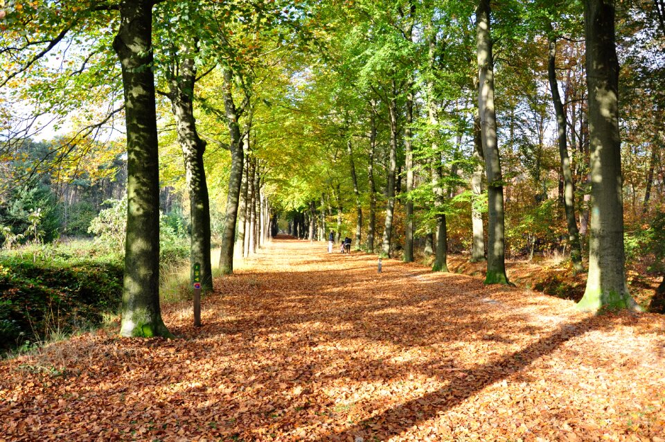 Hiking trees fall colors