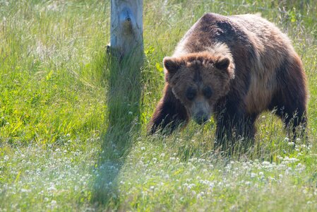 Outdoor wild wildlife photo