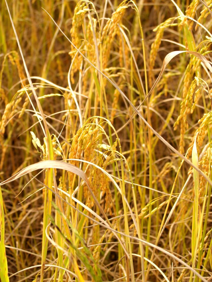 Botany cereal cereal plant
