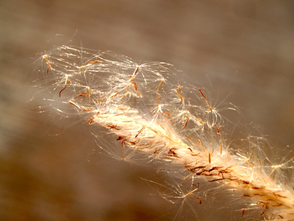 Stem leaf floral