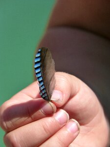 Child hand innocence discover nature