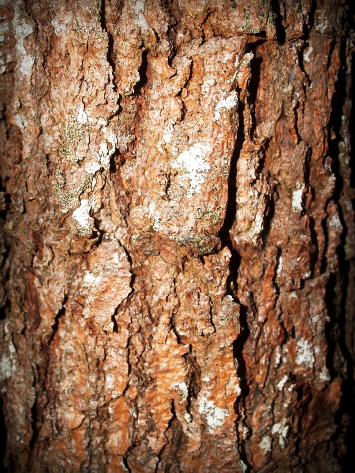 Pine background abstract