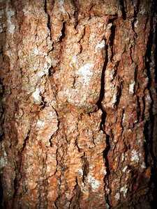 Pine background abstract photo